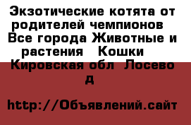  Экзотические котята от родителей чемпионов - Все города Животные и растения » Кошки   . Кировская обл.,Лосево д.